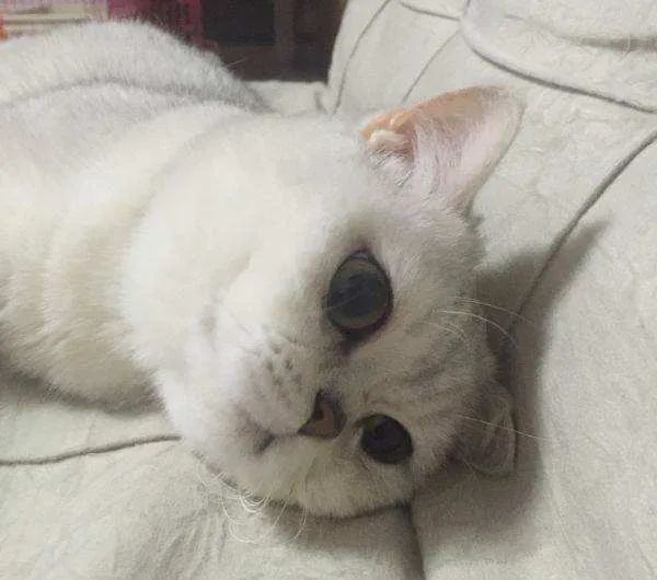 网友出差半个月，猫咪独自在家死亡！留8斤猫粮害死了银渐层(图1)