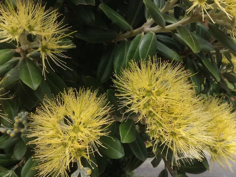 从瑞士爬友的“荧光黄”新西兰绿树守宫说起，浅谈这些爬圈“神物”(图47)