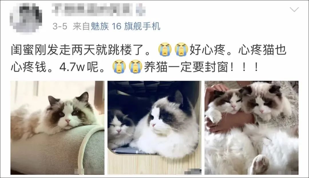 5万块买的布偶没几天就跳楼！养猫必须做好这4件事(图1)