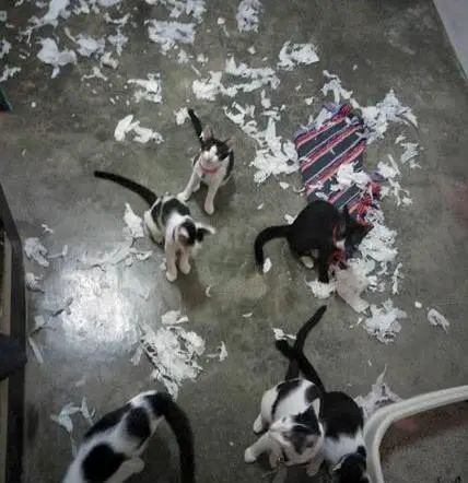 猫咪拆家搞破坏，可能因为想你了！(图9)