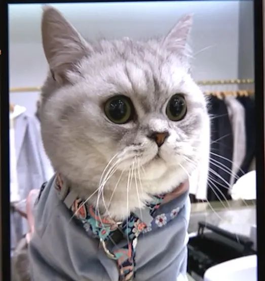 猫咪洗澡后这一步骤完全没必要！又有几只猫接连因此不幸死亡(图6)