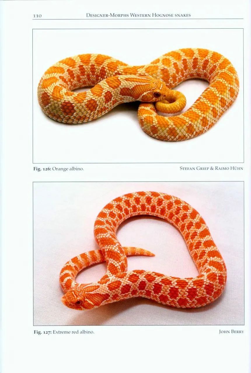 猪鼻蛇大神的最新白化、体色、纹路特征图鉴解析(图4)