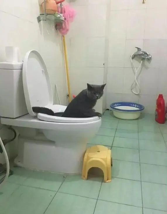 让猫咪像人一样蹲厕所是害猫！多久铲屎一次对猫最好？(图6)