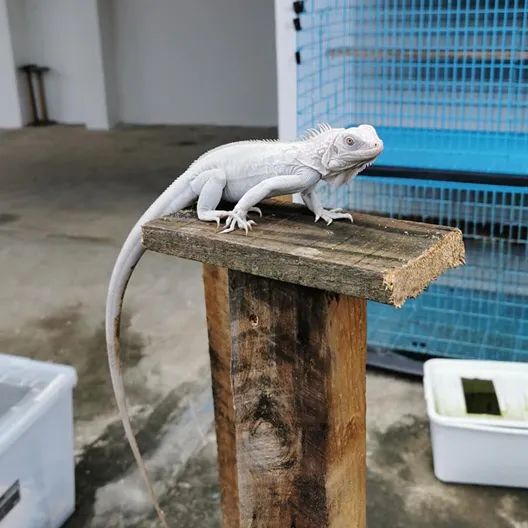 这种被称为“灭霸”的紫灰体色绿鬣蜥，到底是新基因还是新品系？(图39)
