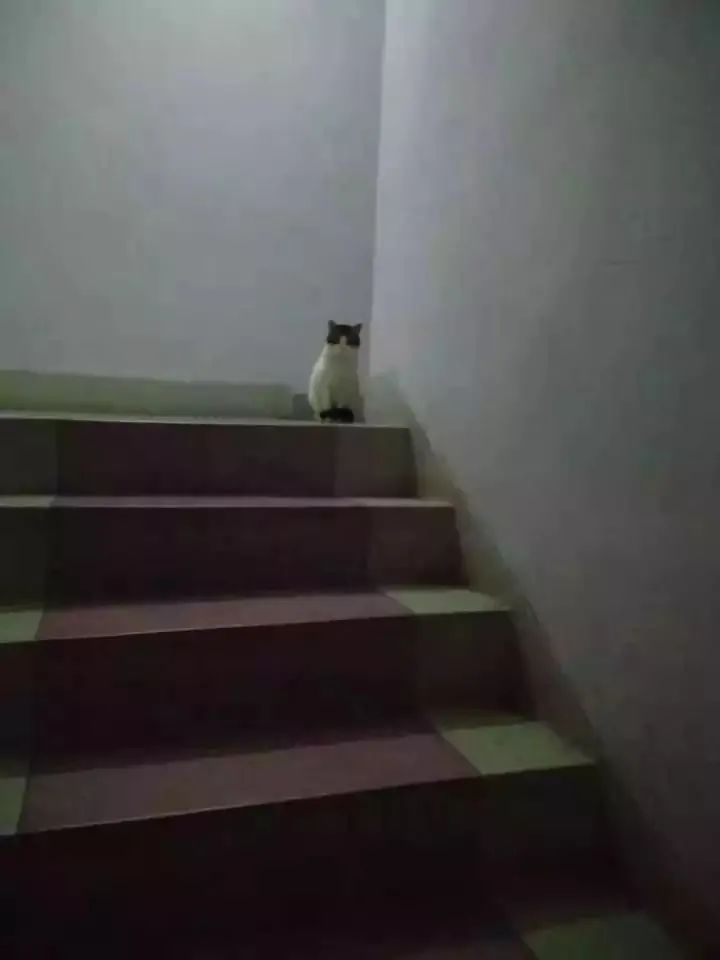 猫咪去世三年后，我才发现它也非常爱我！别错过这些猫咪爱的表示(图1)