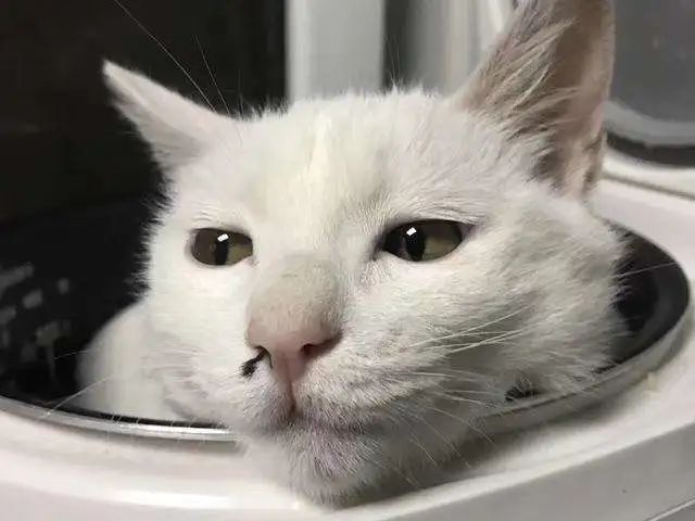 猫咪把米桶当猫砂盆，埋得太深几天后才发现！怎样教育做坏事的猫(图13)