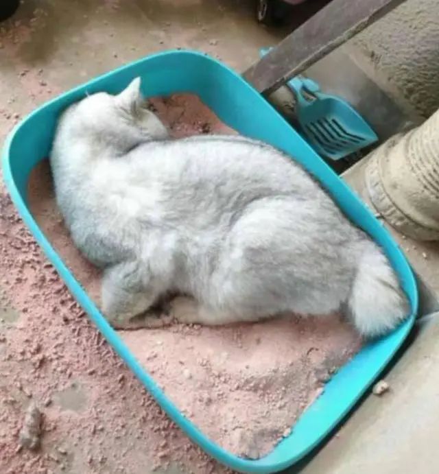网友出差半个月，猫咪独自在家死亡！留8斤猫粮害死了银渐层(图4)