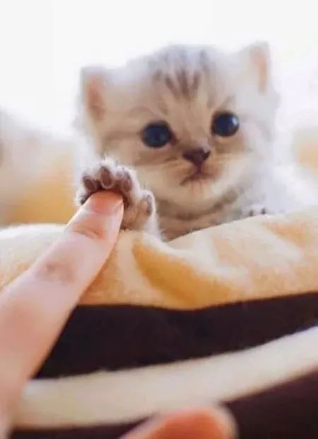 猫咪包治百病延长寿命！几岁开始养猫最好？(图1)