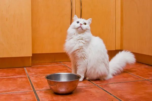你喂猫的方法错了！专家说用猫碗喂猫粮，不如这样吃(图1)