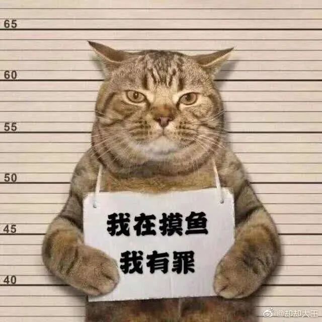 猫咪深夜外出被捕后拍照成网红！这么做，竟能让猫多活10年(图9)