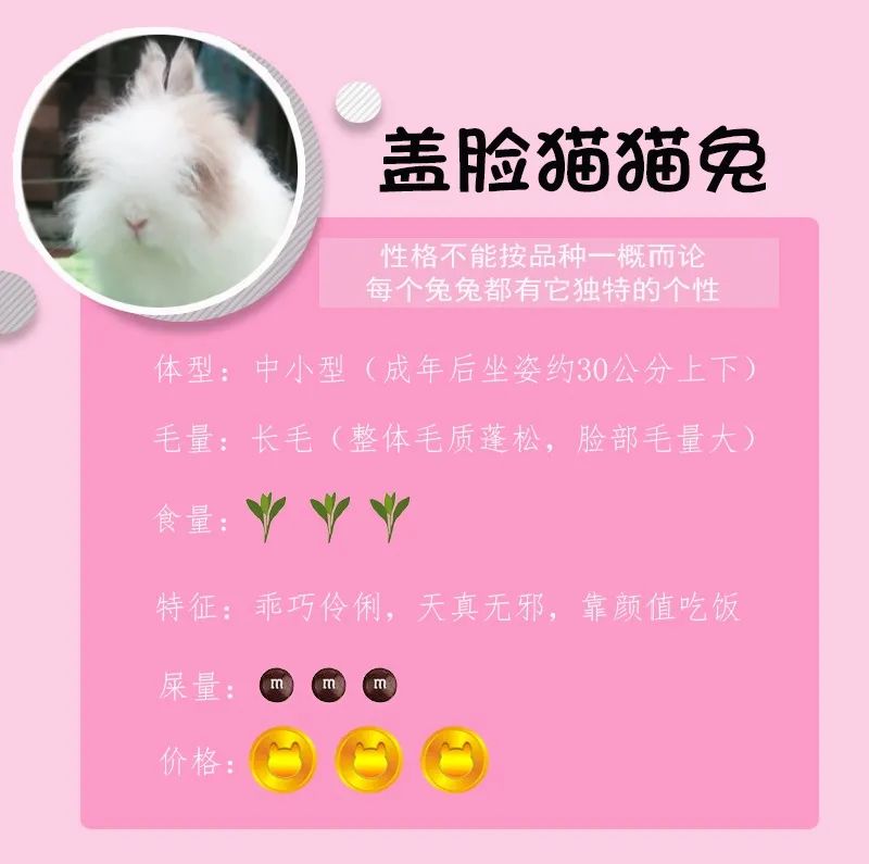 若你内心不够强大，千万不要去养兔子(图4)
