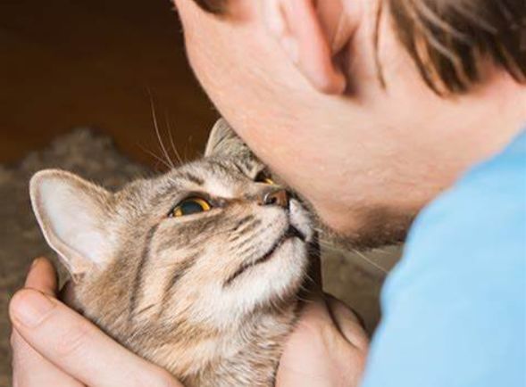 向猫说「我爱你」的正确方式！真爱猫就别让他只吃猫粮(图5)