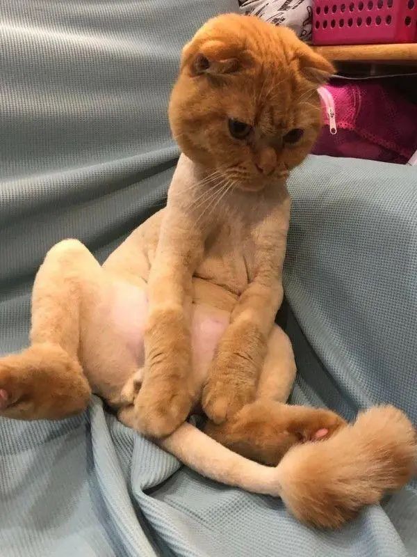 为猫咪刮毛可能害了猫，有喵因此抑郁！37度高温来袭如何?；っ?图5)