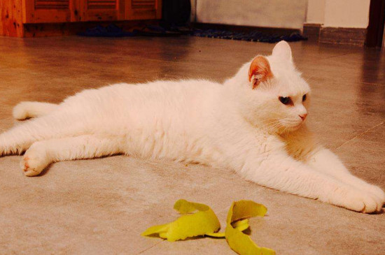猫挑食怎样办，改正猫咪挑食的方式