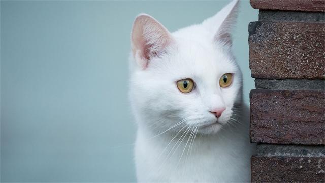 猫咪有洁癖，猫窝必定要干洁哦！