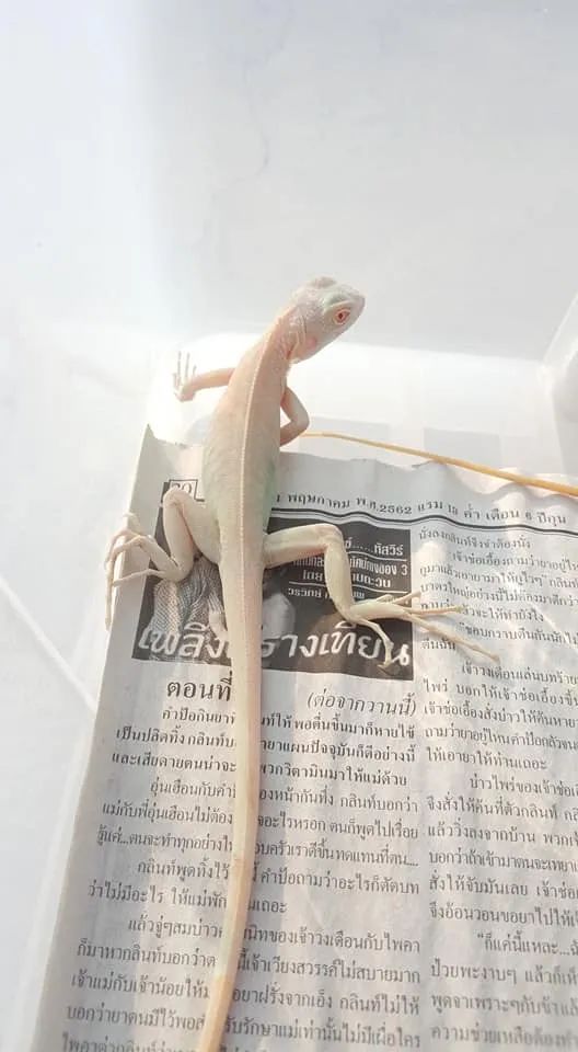这种被称为“灭霸”的紫灰体色绿鬣蜥，到底是新基因还是新品系？(图6)