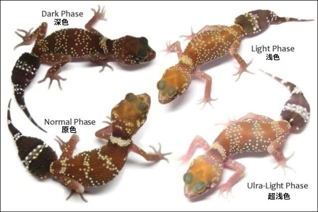 曾经被踢出珠尾虎属的星点守宫，国外爬友都在玩点什么新花样！(图10)