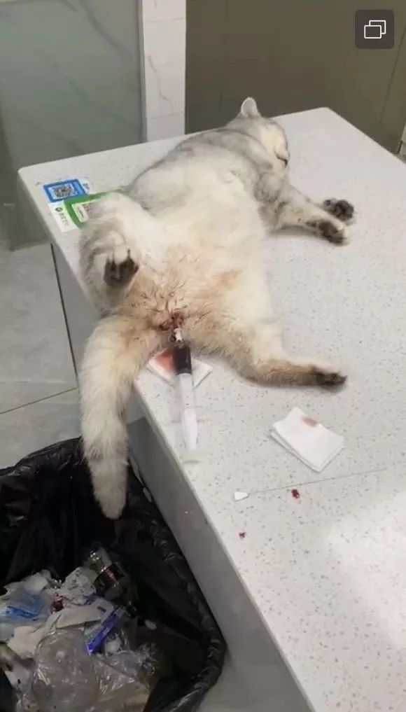 送猫咪去洗澡，竟被吓得尿结石！学会这些方法避免猫咪应激生病(图3)