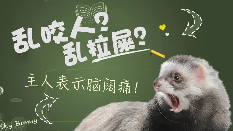 咬人？乱拉臭臭？看我怎么训貂(图1)