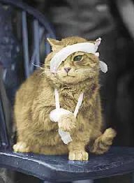 猫咪深夜外出被捕后拍照成网红！这么做，竟能让猫多活10年(图14)
