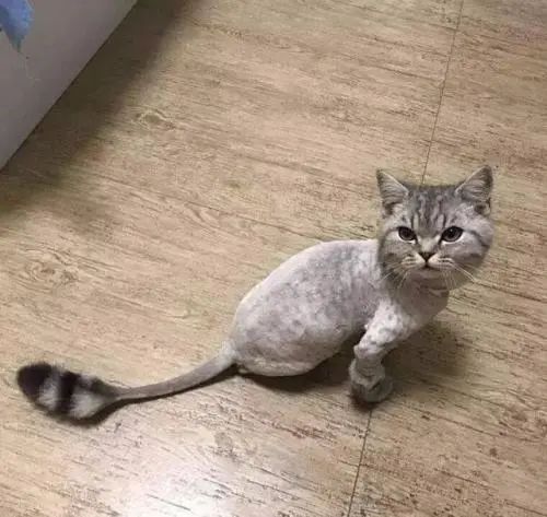 为猫咪刮毛可能害了猫，有喵因此抑郁！37度高温来袭如何保护猫(图12)