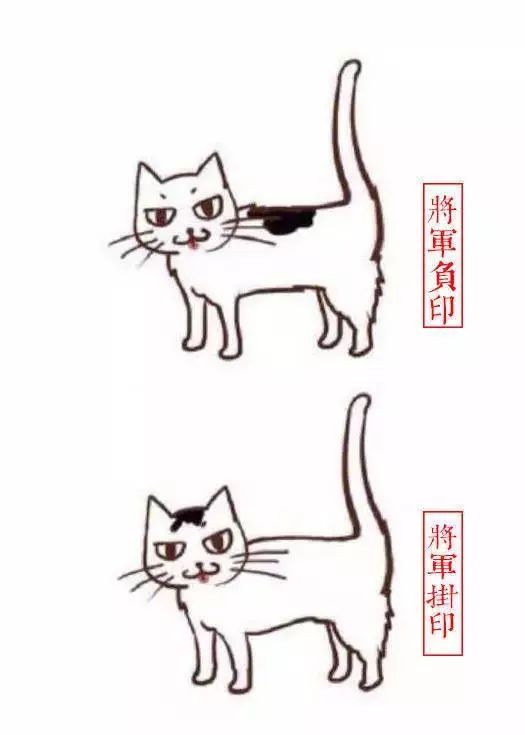 中国人最喜欢养的五种猫！你家主子入选了吗？(图9)