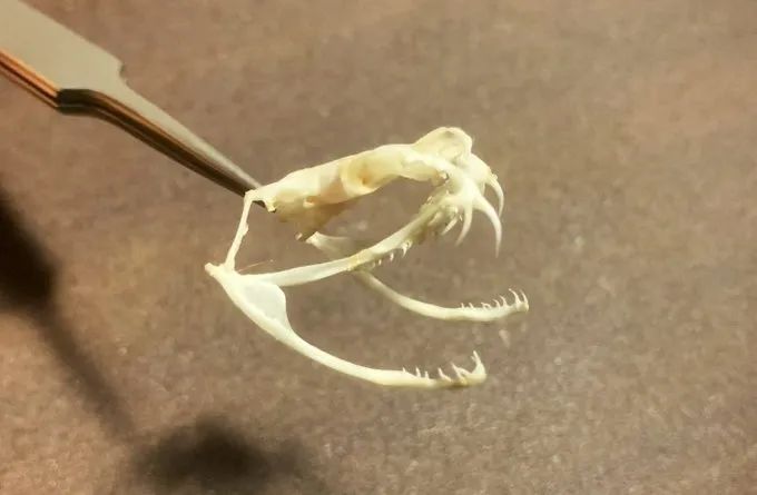 日本网友拍摄的制作蛇类标本全过程，居然还是生物解剖学的教学科普(图10)