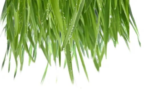 兔子能不能吃新鲜牧草? 吃新鲜牧草就会死？(图1)