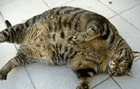 胖成球的猫咪一年减肥12斤，仍抱憾而死！这种粮跟毒粮一样不安全(图8)