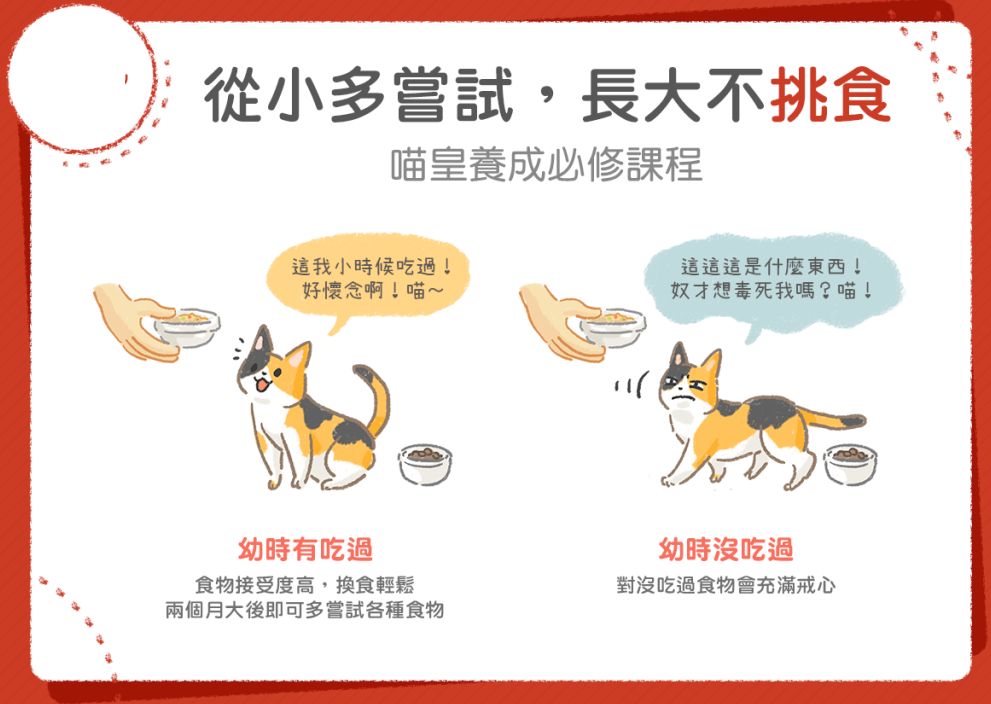 你喂了好几年的喂猫方法，真的错了！从小这么喂才是喵皇(图5)