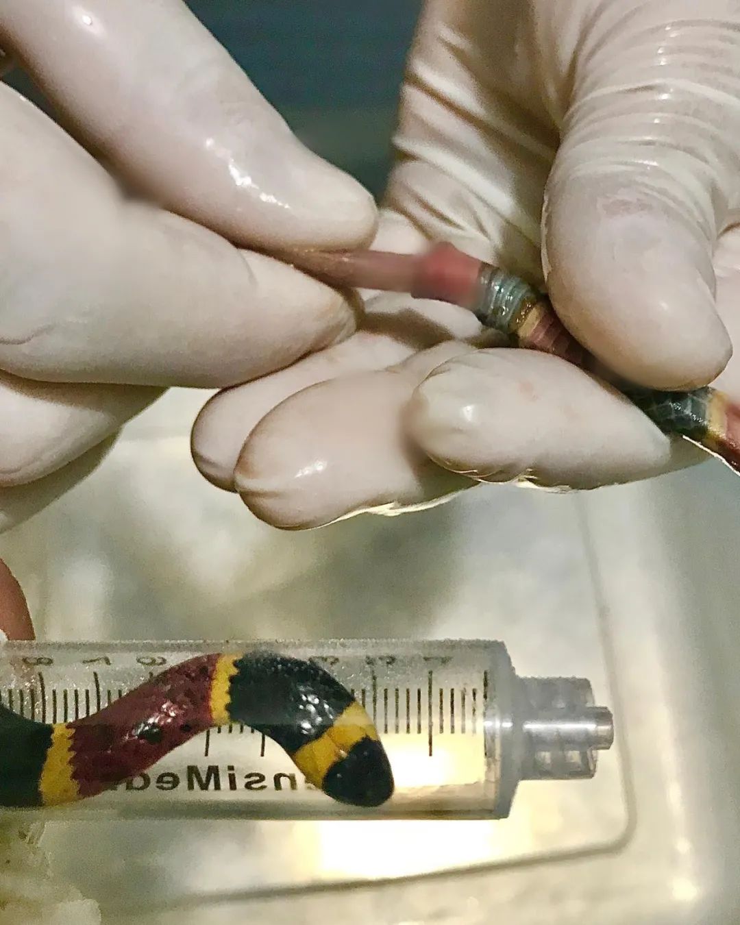 珊瑚蛇被野猫“剥皮”，手术很成功！但兽医的点评更值得赞赏(图3)