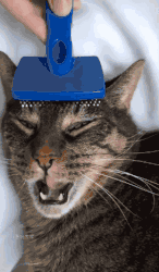 布偶两年没洗澡猫毛打结半斤重，被主人抛弃！养长毛猫做好这些事(图6)
