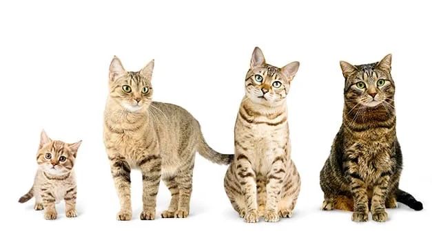 猫咪几岁算老猫？这样喂猫，能让主子活上「百岁」(图4)