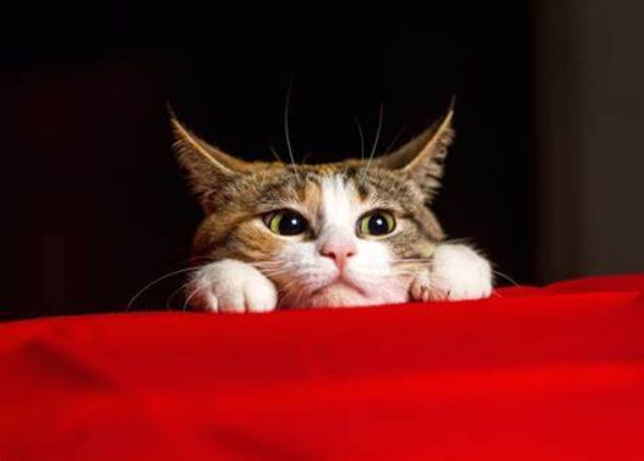 这样逗猫恐伤害猫咪自尊，导致抑郁生病！稍作调整可一举两得(图1)