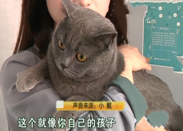猫咪吃渴望和爱肯拿也差点肾衰！宠物医生教你怎么保养预防(图1)
