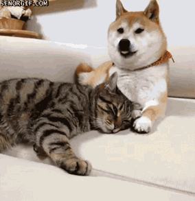 向猫说「我爱你」的正确方式！真爱猫就别让他只吃猫粮(图3)