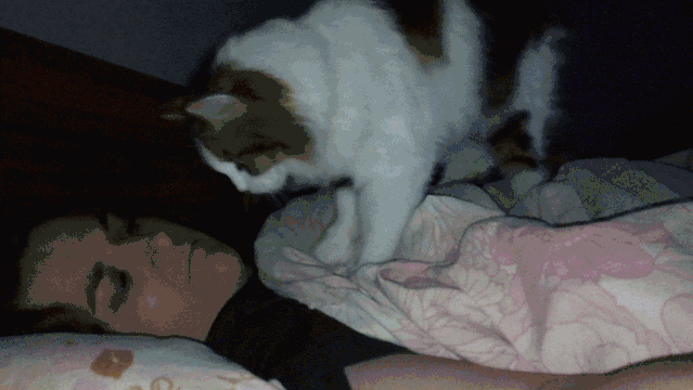猫这10个动作是在说「我爱你」！爱猫咪，你就必须做好三件事(图10)