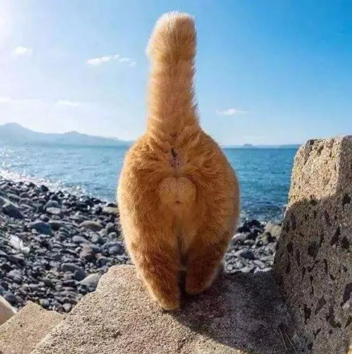 猫主子的尿正常吗？这几件事可判断！只花2毛钱就能测试(图1)