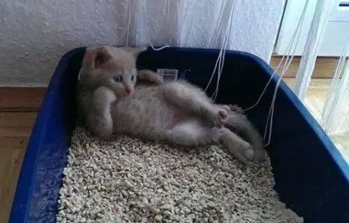 猫砂选不对，猫咪健康受损害！做好这件事避免猫膀胱发炎(图8)
