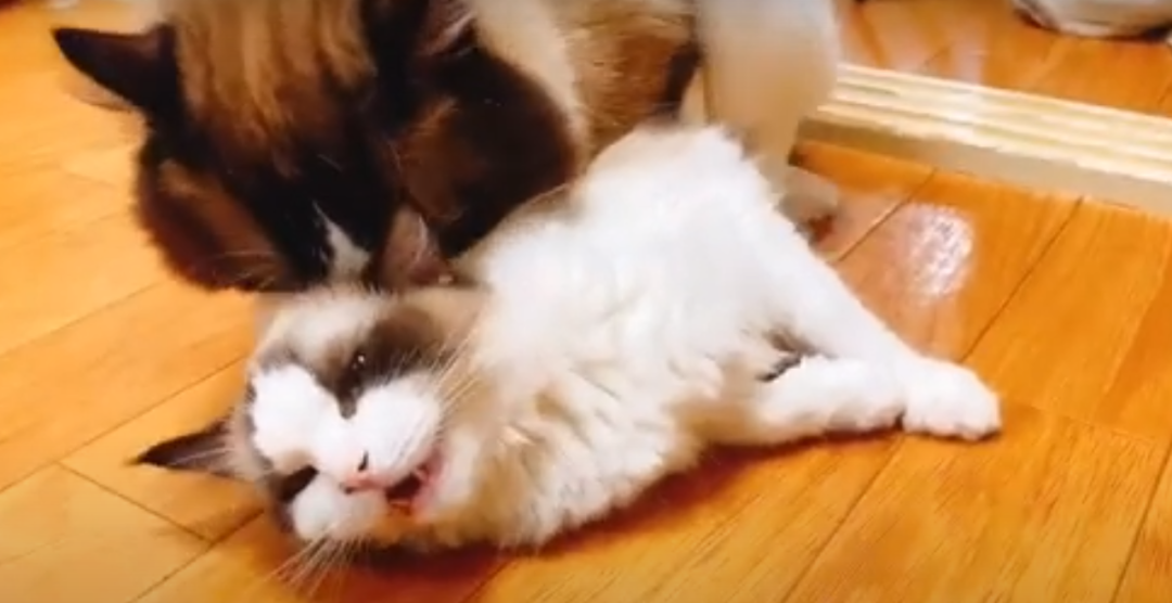 3万元布偶猫配种时跳楼死亡！做好一件事，猫狗寿命增加三成(图5)