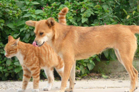 猫粮狗能吃吗，狗吃猫粮会何如