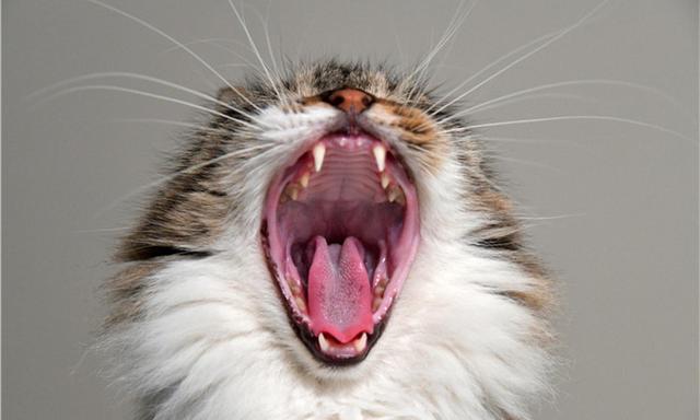 猫咪有洁癖，猫窝必定要干洁哦！