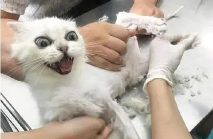 为猫咪刮毛可能害了猫，有喵因此抑郁！37度高温来袭如何保护猫(图2)