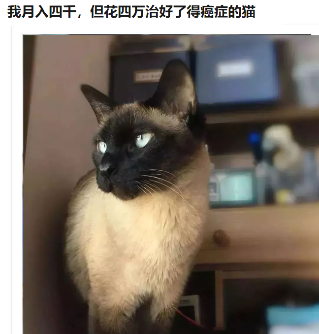 月入4千，给猫治病花了4万！别再喂猫咪吃致癌物了(图1)