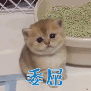 猫砂选不对，猫咪健康受损害！做好这件事避免猫膀胱发炎(图4)