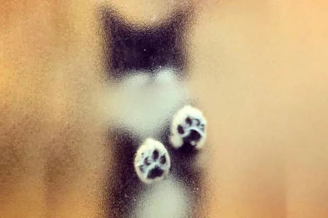 猫咪总在浴室外等你洗好澡，是因为好色吗？知道真相后我不禁笑了(图1)