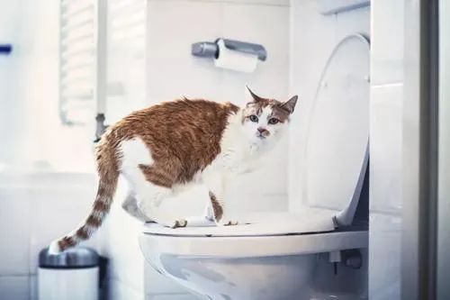 让猫咪像人一样蹲厕所是害猫！多久铲屎一次对猫最好？(图7)