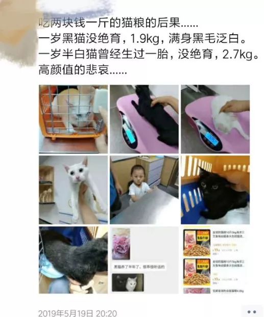 黑猫吃2元一斤渣粮后褪色成灰猫！?；ぶ髯用】敌枰饷醋?图2)