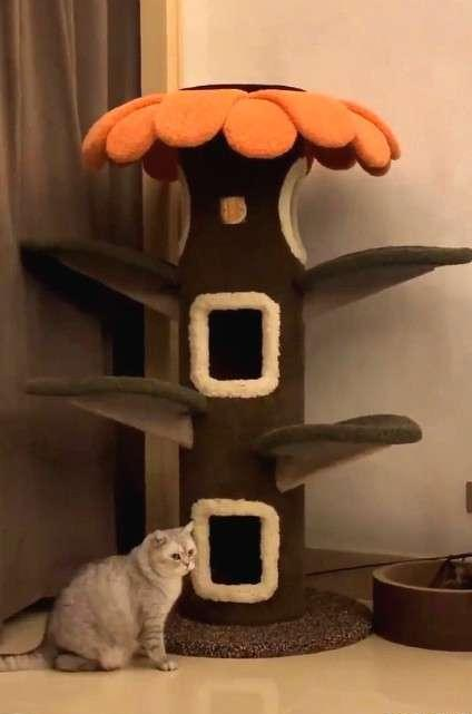 如此喂食不是爱猫是害猫，三分之一猫咪受害！钟南山也不这样喂(图3)