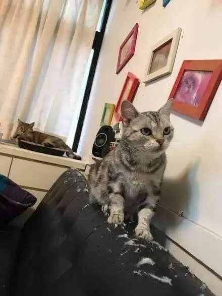 猫咪拆家搞破坏，可能因为想你了！(图3)